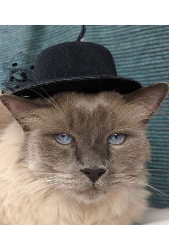 Other - Costume Hat For Pets
